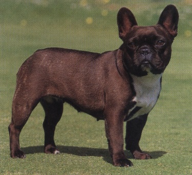 Bulldog