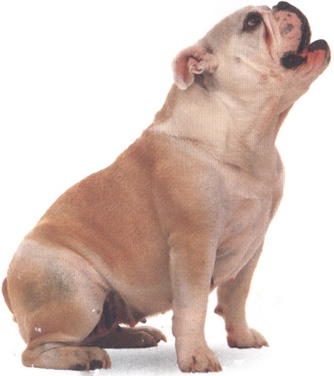 Bulldog