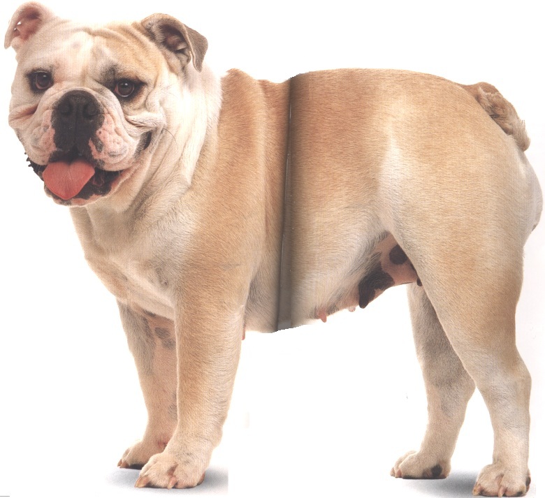 Bulldog