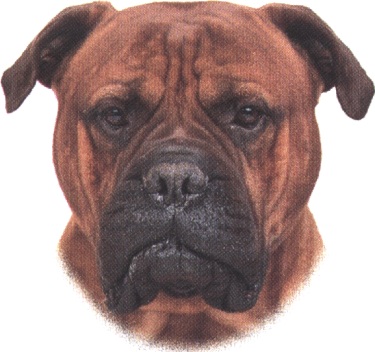 Bullmastiff