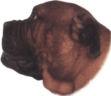 Bullmastiff