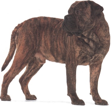 Bullmastiff