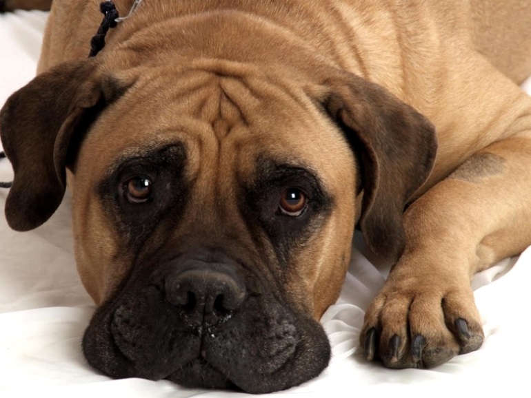 Bullmastiff