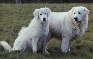 Cane dei Pirenei