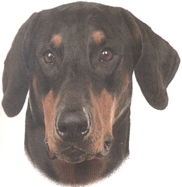 Dobermann