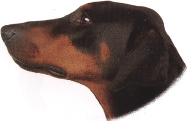 Dobermann