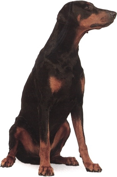 Dobermann