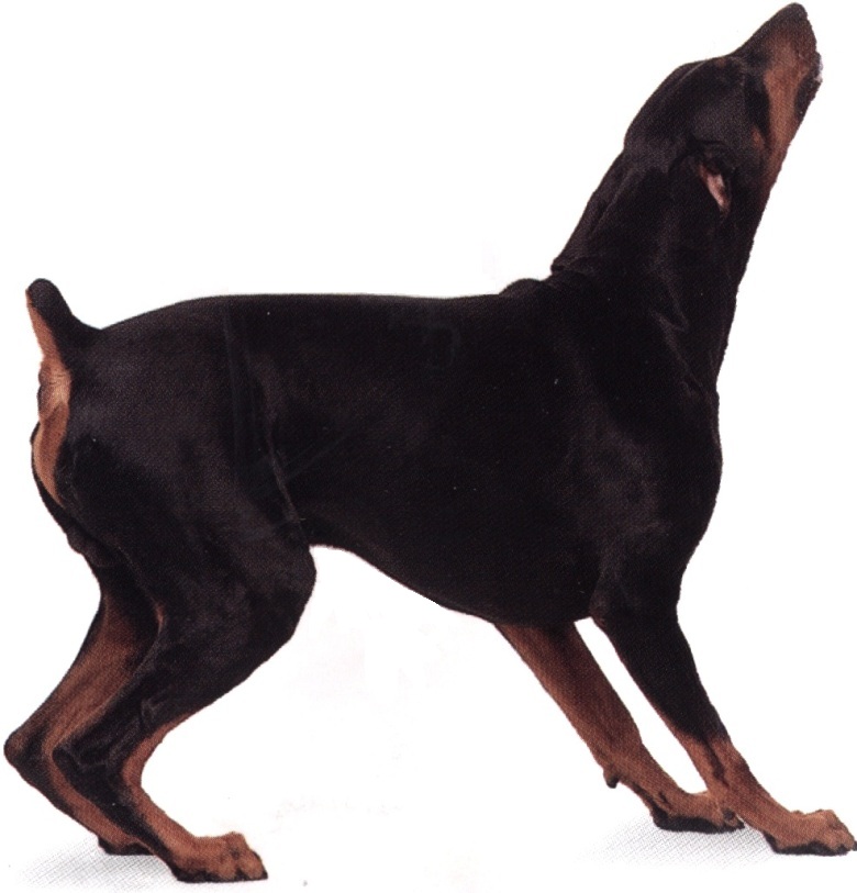 Dobermann