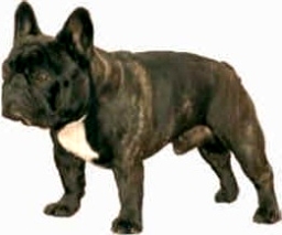 Bouledogue francese