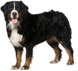 Bovaro bernese