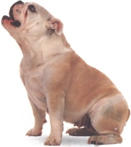 Bulldog