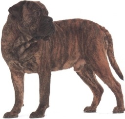 Bullmastiff