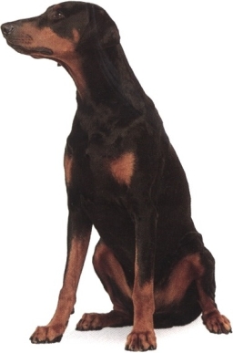 Dobermann