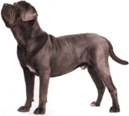 Mastiff o mastino inglese