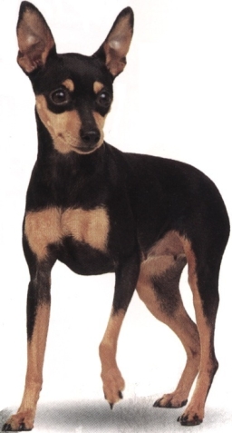 Pinscher nano o zwergpinscher