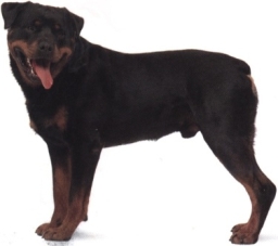 Rottweiler