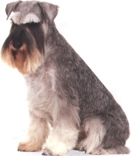 Schnauzer