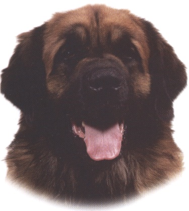 Leonberger