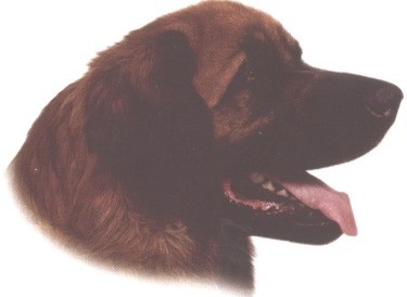 Leonberger