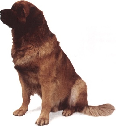 Leonberger