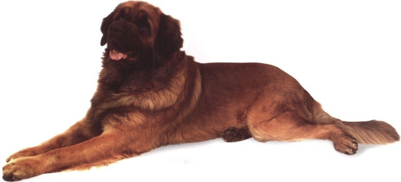 Leonberger