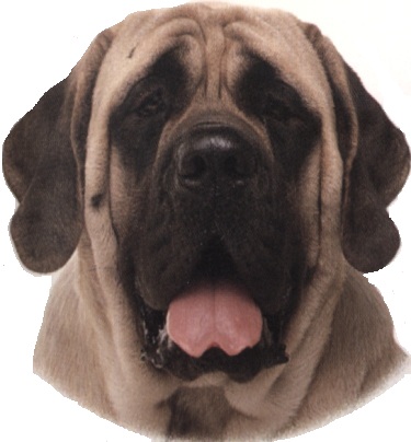 Mastiff o mastino inglese