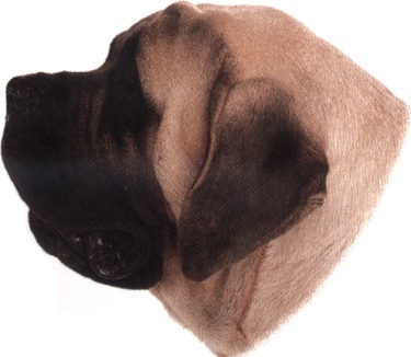 Mastiff o mastino inglese