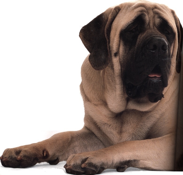 Mastiff o mastino inglese