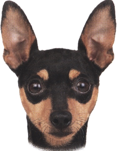 Pinscher nano o zwergpinscher