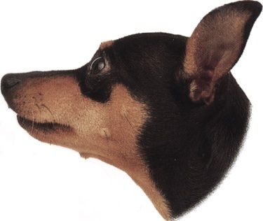 Pinscher nano o zwergpinscher