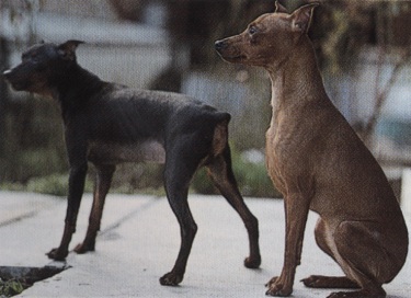 Pinscher nano o zwergpinscher