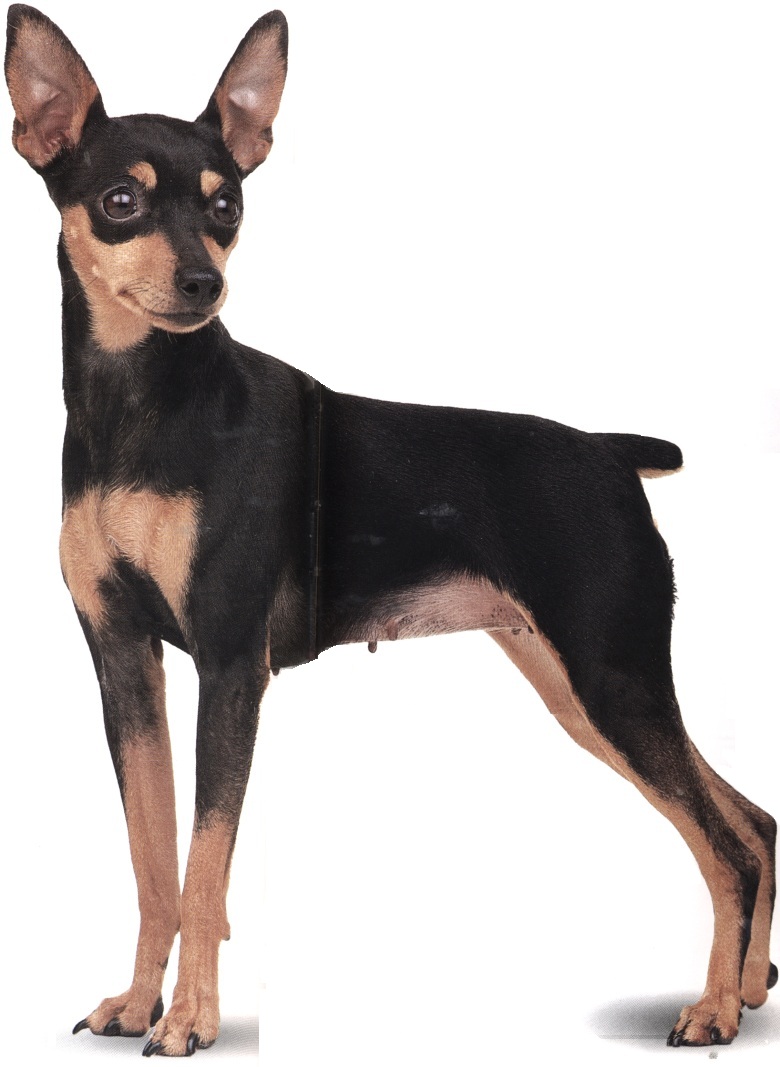 Pinscher nano o zwergpinscher