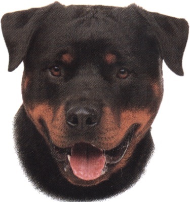 Rottweiler