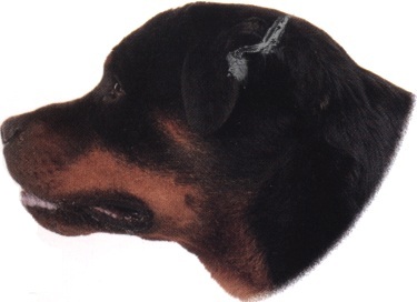 Rottweiler