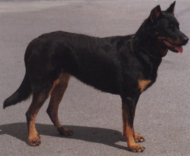 Rottweiler