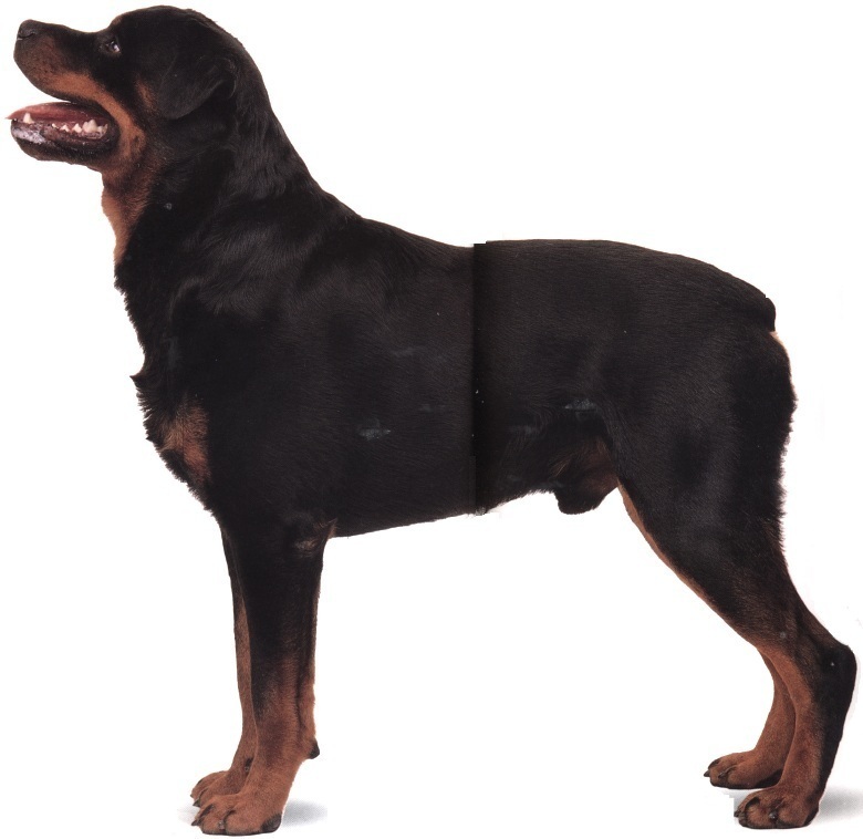 Rottweiler