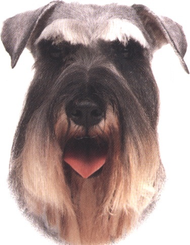 Schnauzer