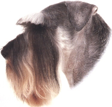Schnauzer