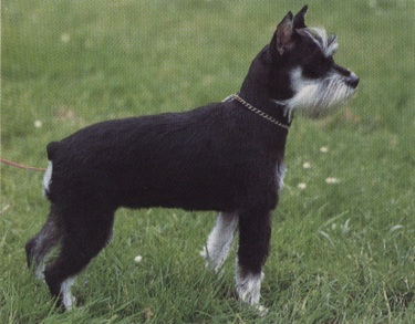 Schnauzer