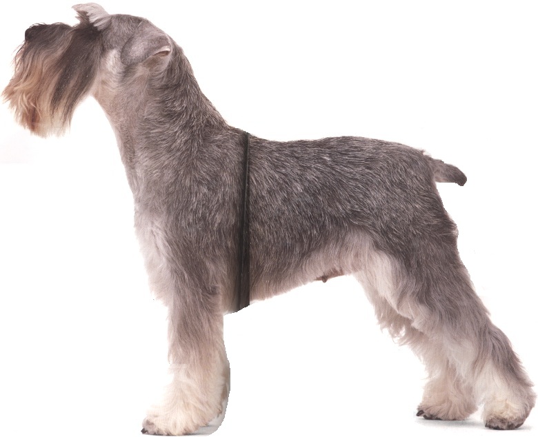 Schnauzer