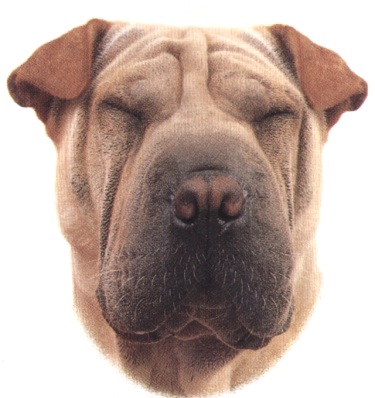 Shar pei