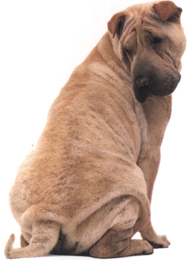 Shar pei