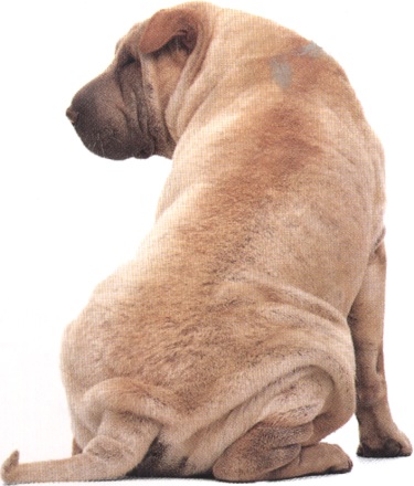 Shar pei