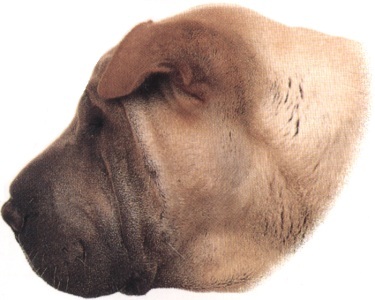 Shar pei