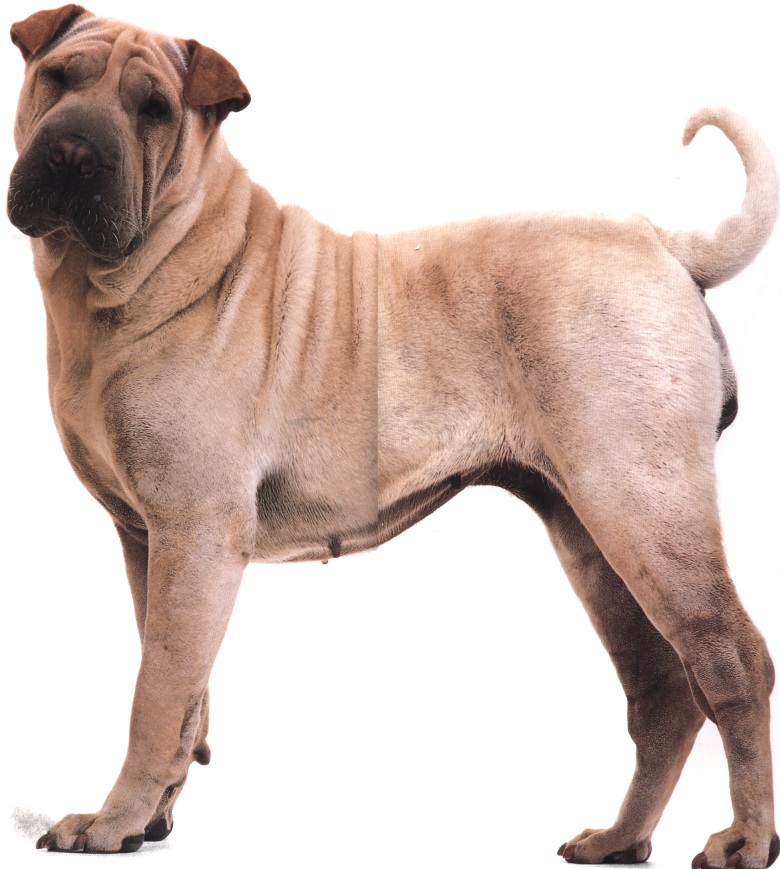 Shar pei