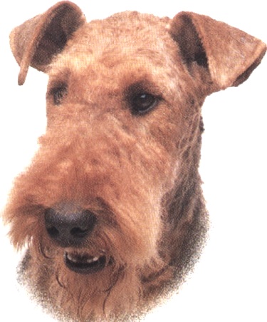 Airedale terrier