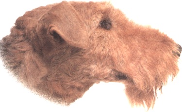 Airedale terrier