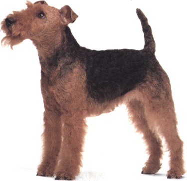 Airedale terrier