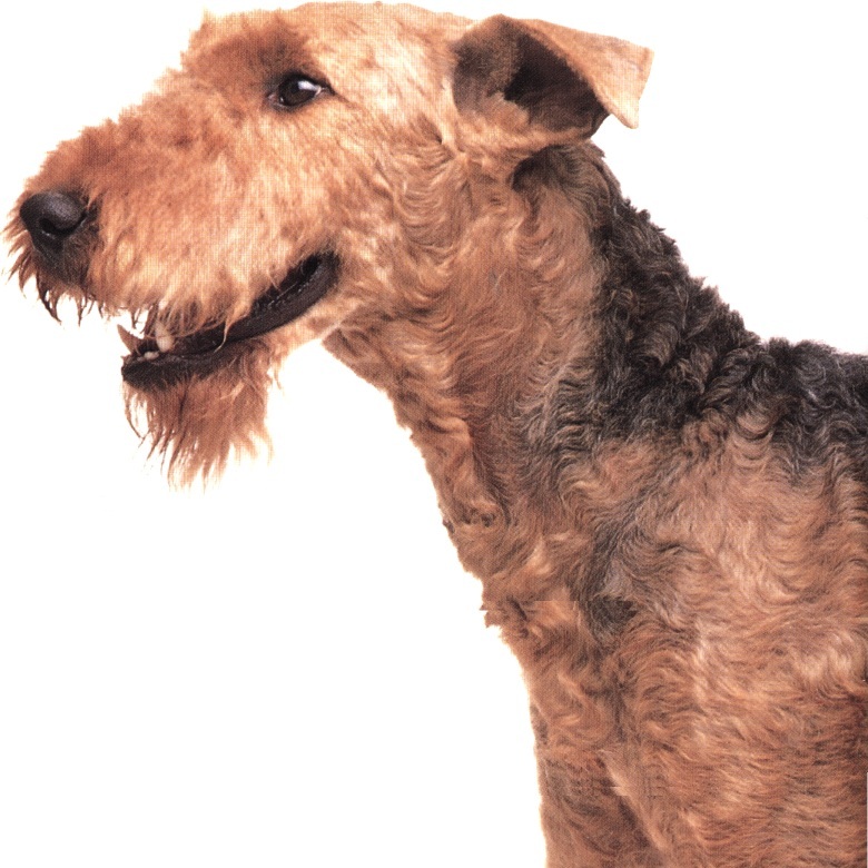 Airedale terrier