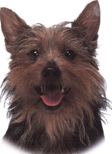 Australian terrier